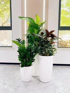 专业植物出租在宁波镇海,装点生活新模样